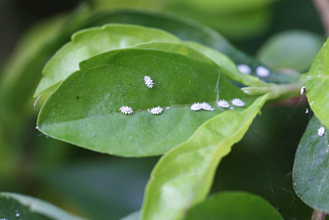 Como quitar plaga en plantas: guía completa y práctica